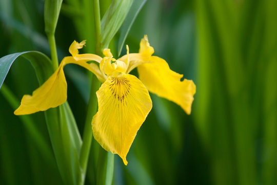 yellow Iris