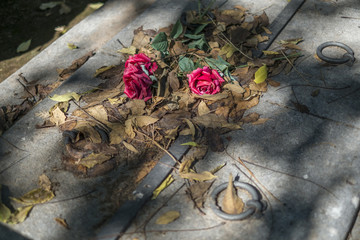 Flores sobre una lápida en un cementerio
