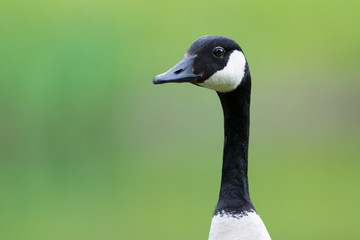 Canada goose