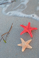 starfish by the shore