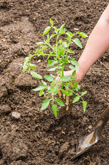 Home vegetable gardening preparation