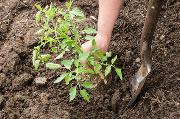Home vegetable gardening preparation