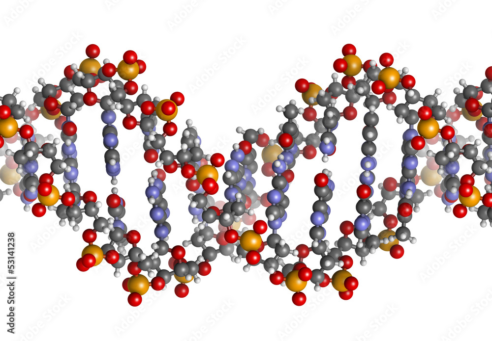 Poster DNA structure, B-DNA form.