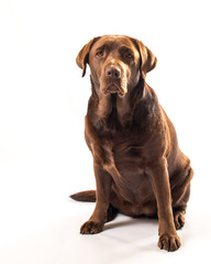 Obraz premium chocolate labrador