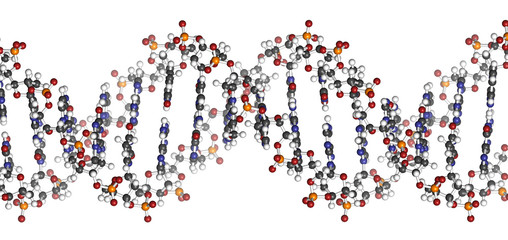 DNA structure, B-DNA form.