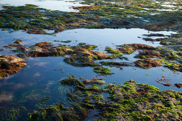 The sea shore by the low tide