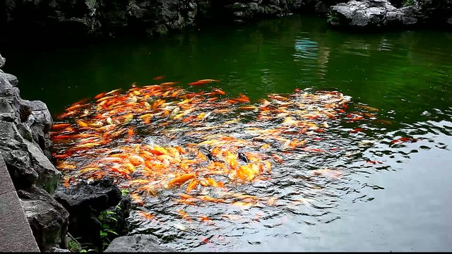 koi