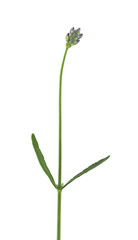 Lavender isolated on white background