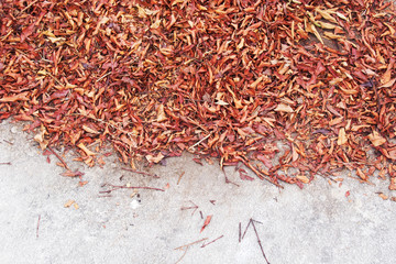 Dry leaf on concrete floor