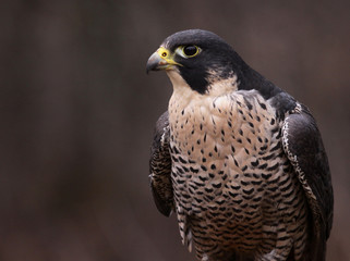 Single Peregrine Falcon (Falco peregrinus)