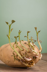Sweet potato with new shoots growing