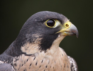 Peregrine Falcon Profile Close-Up (Falco peregrinus)