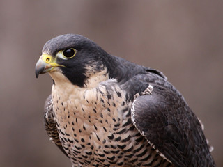 A Peregrine Falcon (Falco peregrinus) perched on a stump.  These birds are the fastest animals in the world..