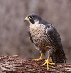 Peregrine on a Log (Falco peregrinus)
