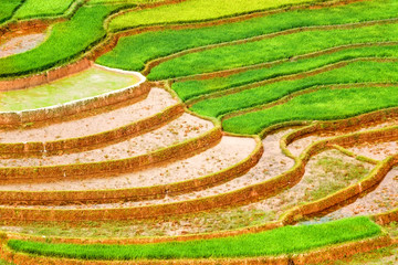Gold terraced rice fields in Mu Cang Chai, Vietnam