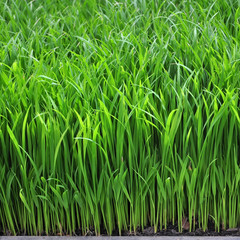 Fototapeta na wymiar Rice seedlings