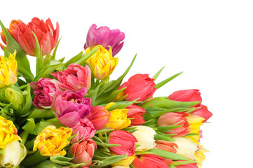 Tulips isolated on white background