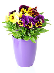 Beautiful pansies flowers isolated on a white