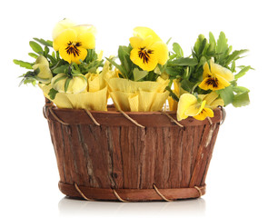 Beautiful pansies in wooden basket isolated on white