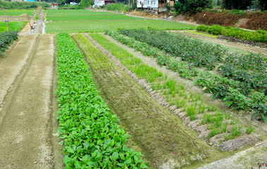 Farm with agricultural product