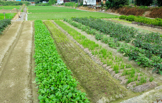 Farm With Agricultural Product