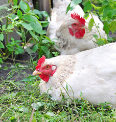 Young hens on a green grass