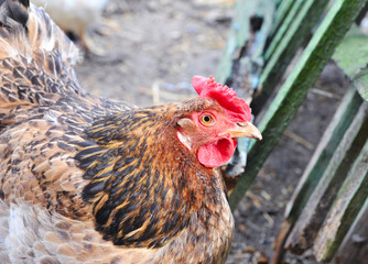 Young hen