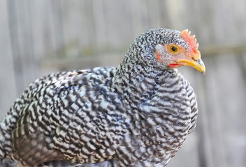 Cute young pock-marked hen