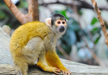 Obraz premium Squirrel monkey sits on a branch