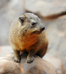 Marmot