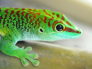 Green gecko lizard