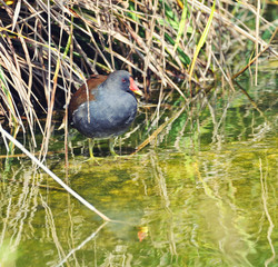Common Moorhen (Gallinula chloropus)