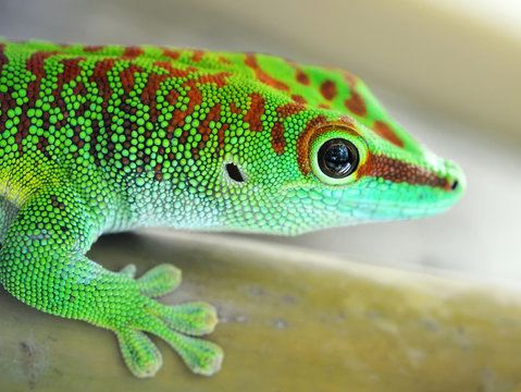 Green gecko lizard