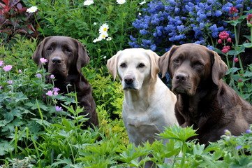 three labradors