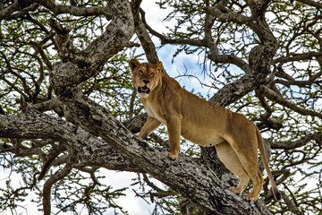 Lion on the Tree