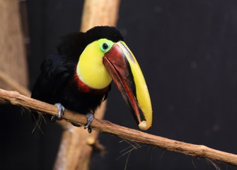 toucan de swainson