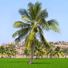 Fototapeta na wymiar Palm trees at the green rice field in Hampi, Karnataka, India