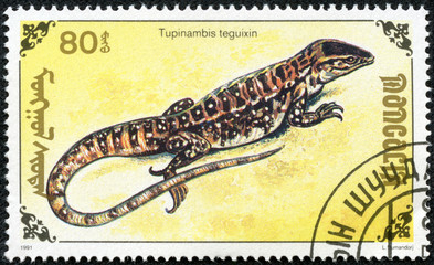 stamp printed by Mongolia, shows lizard