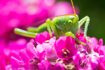 Green grasshopper on pink flower close up