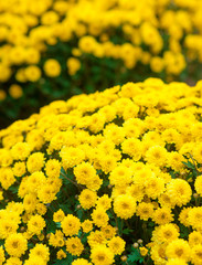 Yellow flowers bush blossom