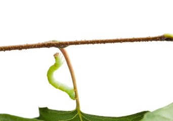 Inchworm climbing on birch twig
