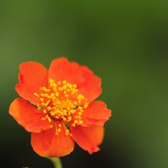 gartennelkenwurz 58