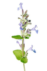 Nepeta cataria (Catmint)