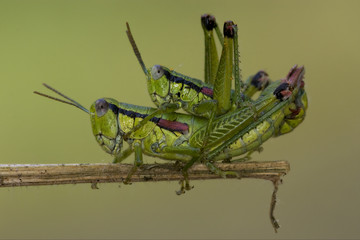 close up of two grasshopper Orthopterous