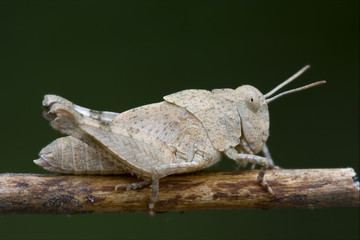 grasshopper Orthopterous