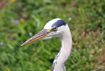 grey heron bird with a very long beak