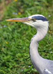 grey heron bird with a very long beak