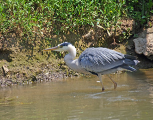 grey heron bird walks into the water of the swamp