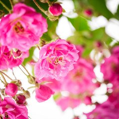 Naklejka na ściany i meble Pink rose bush