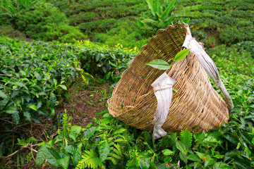 Tea picker bag with fresh leaf over a bush on tea plantation